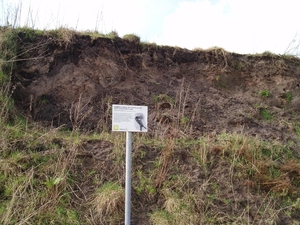 Oeverzwaluwen 04