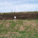 Oeverzwaluwen 05