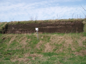Oeverzwaluwen 05