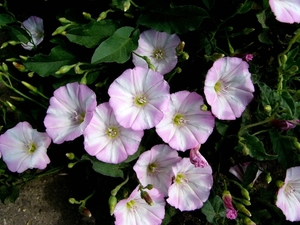 P1150811