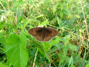 Bruin zandoogje 01