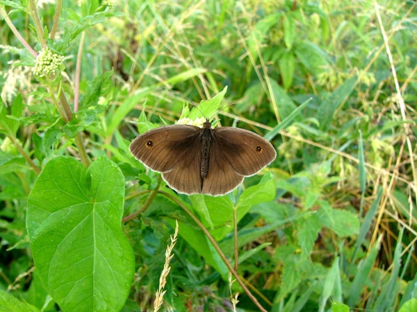 Bruin zandoogje 01