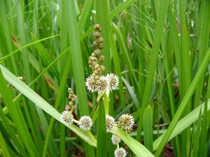 Egelskop 01
