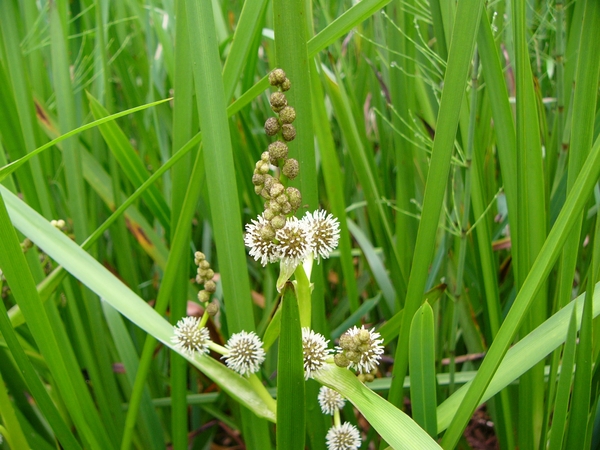 Egelskop 01