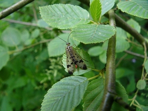 Schorpioenvlieg 01