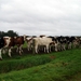 06 Schoonbroek (Kristin VAN GORP)