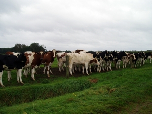 06 Schoonbroek (Kristin VAN GORP)