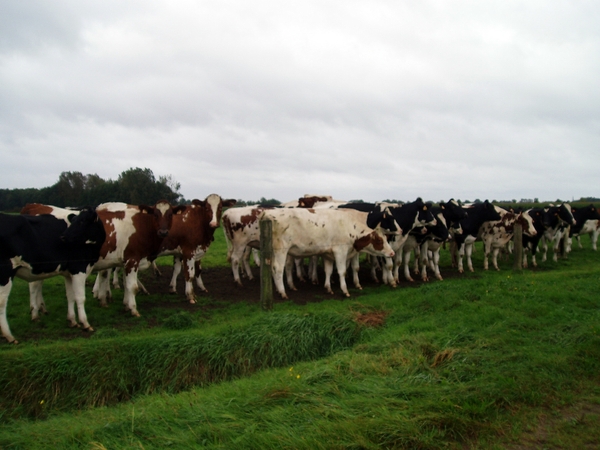 06 Schoonbroek (Kristin VAN GORP)