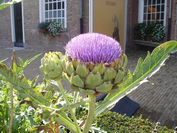 Breda-Begijnhof 03(Kristin VAN GORP)