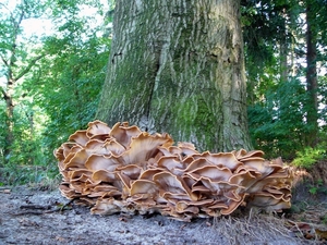 Mastbos 02