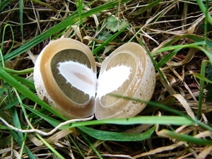 Mastbos 05