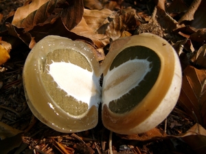 Mastbos 06
