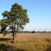 Strijbeekse heide 03