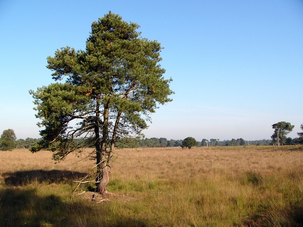 Strijbeekse heide 03