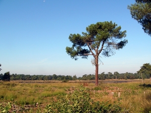Strijbeekse heide 09