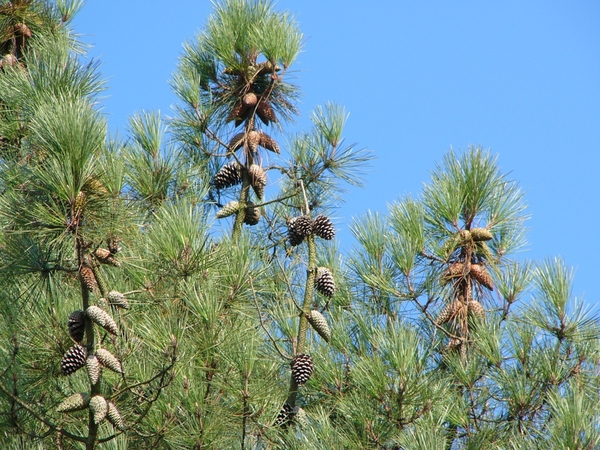 Strijbeekse heide 10