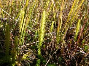 Strijbeekse heide 24