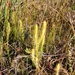 Strijbeekse heide 25