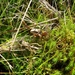 Strijbeekse heide 26