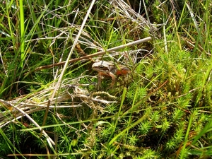 Strijbeekse heide 26