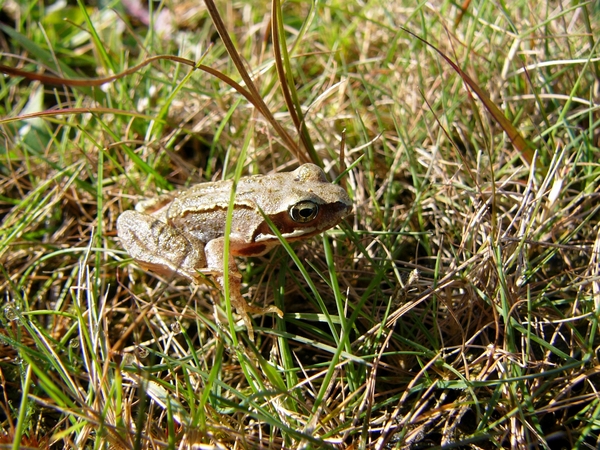Strijbeekse heide 27