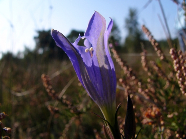 Strijbeekse heide 28