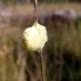 Strijbeekse heide 30