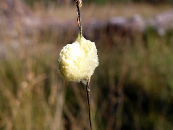 Strijbeekse heide 30
