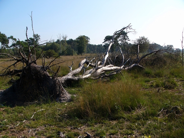 Strijbeekse heide 31