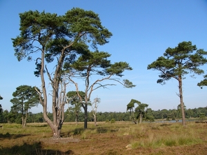 Strijbeekse heide 32