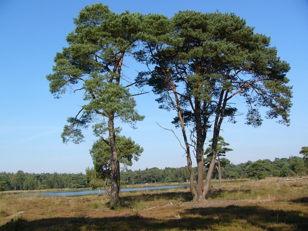 Strijbeekse heide 33
