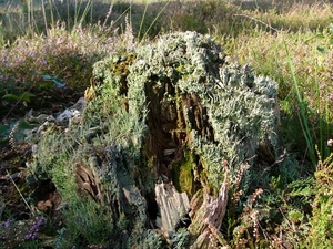 Strijbeekse heide 34