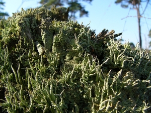 Strijbeekse heide 35