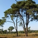 Strijbeekse heide 36