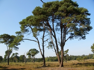Strijbeekse heide 36