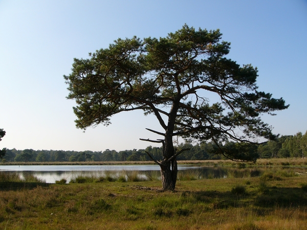 Strijbeekse heide 37
