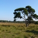 Strijbeekse heide 41