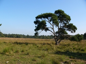 Strijbeekse heide 41