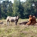 Strijbeekse heide 43