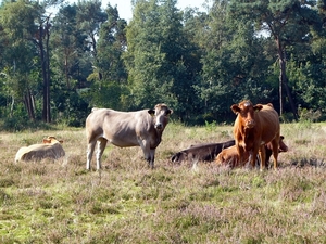 Strijbeekse heide 43
