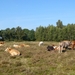 Strijbeekse heide 44