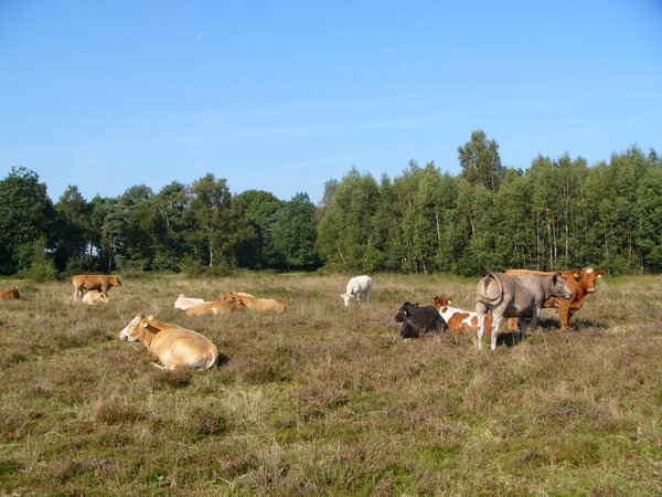 Strijbeekse heide 44