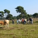 Strijbeekse heide 47