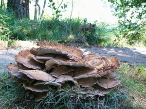 Strijbeekse heide 51