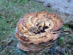 Strijbeekse heide 52
