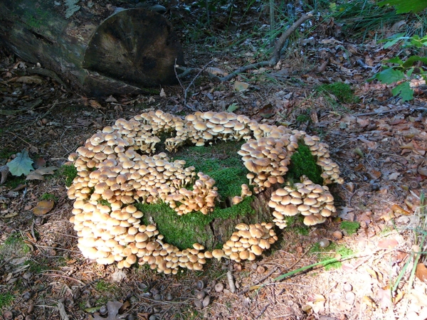 Strijbeekse heide 53