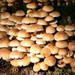 Strijbeekse heide 55