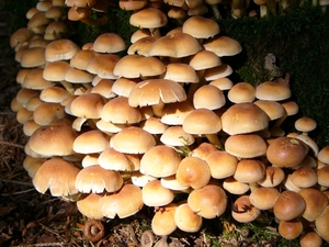 Strijbeekse heide 55