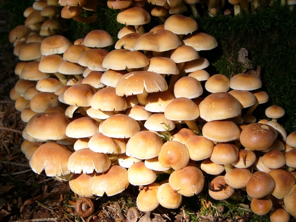 Strijbeekse heide 55