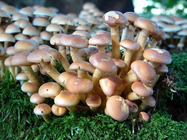 Strijbeekse heide 56